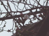 咲き始めたソメイヨシノ2008年3月24日八尾