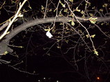2輪だけ咲いた玉串川の夜桜20080324