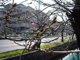 �餯�ޤǤˤϤޤ��⤦�����Υ��ᥤ�襷�ΤΤĤܤ�