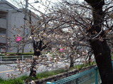 さらに花輪を咲かせた玉串川沿いの桜の木