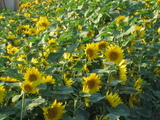 �ҥޥ��Ȫ��Up��
