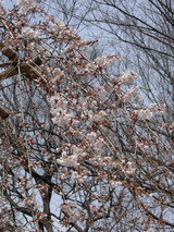 枝垂桜3/26
