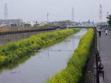 菜の花が咲く恩地川の風景