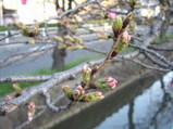 玉串川沿いの桜の様子20080321夕方