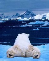 bearw1