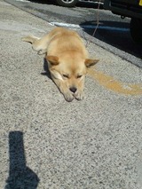 お願い犬