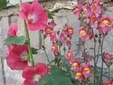 この花の名前は?