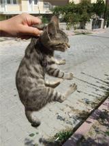 �ˤ�ˤ��