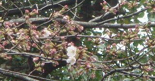 sakura1