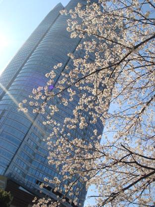 sakura_hiru