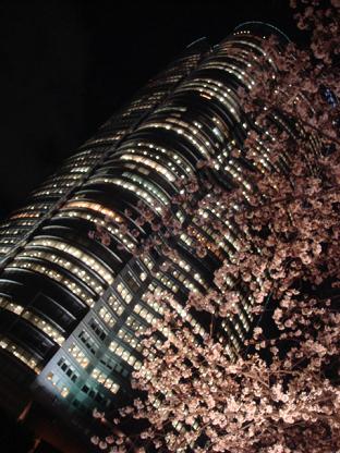 sakura_yoru