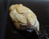 wz8