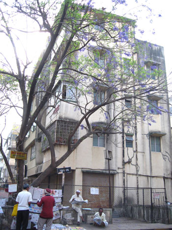 jacaranda