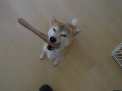 ���쥳�졪