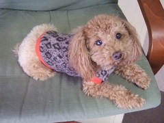 ニューニット