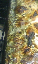 ee20051c.JPG