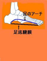 足底腱膜