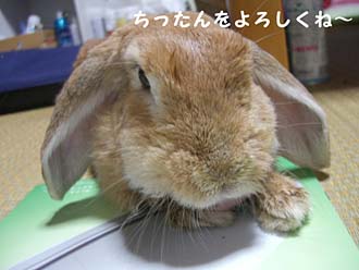 LOVE�ߥ奦��Ϻ
