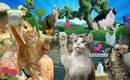 Friskies Pix