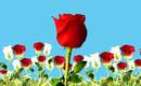 Valentine Rose