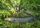 86617e68.jpg