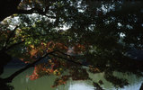M4･Summilux35mmF1.4･F4･1/500秒