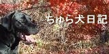 ����鸤����