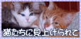 �Хʡ�