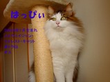 11/28�ϤäԤ�