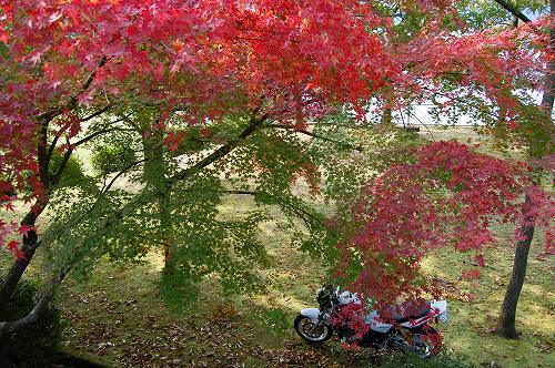 紅葉2