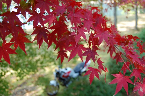 紅葉
