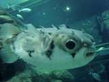 fugu