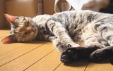 �ҤȤ�ǤҤ�ͤ���