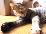 �ҤȤ�ǤҤ�ͤ���