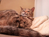 �ʤˤ���ͤ�