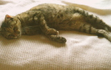 ���餷�ʤ�����