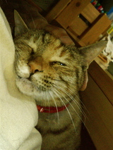 �Ҥ��Ǥؤ󤬤�