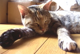 �ҤȤ�ǤҤ�ͤ���