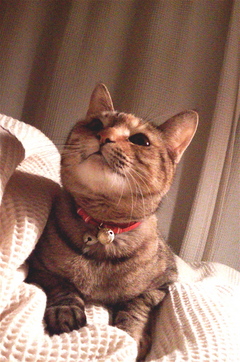 �ʤ�Ǥ�����