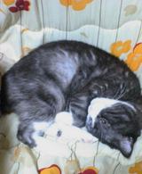 猫りんご2
