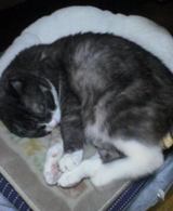 猫りんご