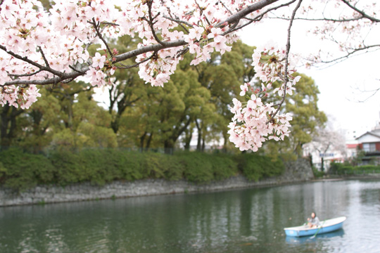 小田原城址公園004
