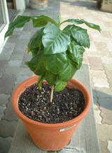 kabu2