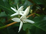 ko-hi-nohana