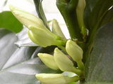 c1529a66.jpg