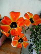 06e0661a.jpg