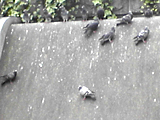 鳩2