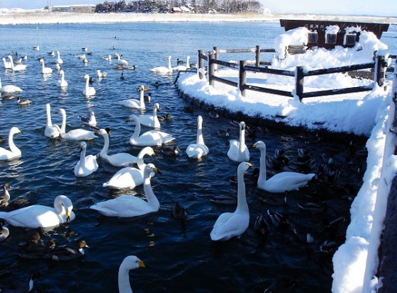 白鳥公園