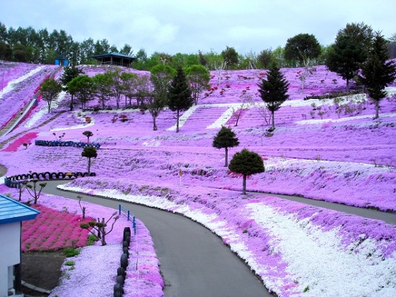 芝桜公園