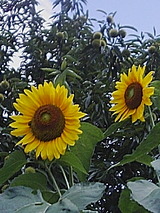 026a7554.jpg